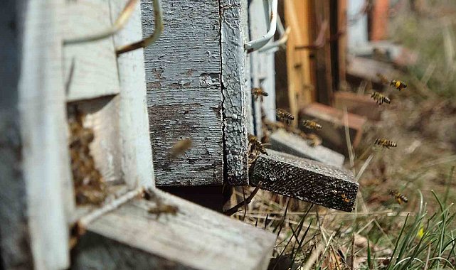Tescilli Zara Balı'nın rekoltesinde artış bekleniyor