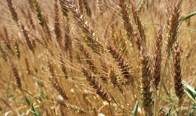 Tokat'ta yerli ve milli buğday tohumu Taner'in ekimi gerçekleştirildi