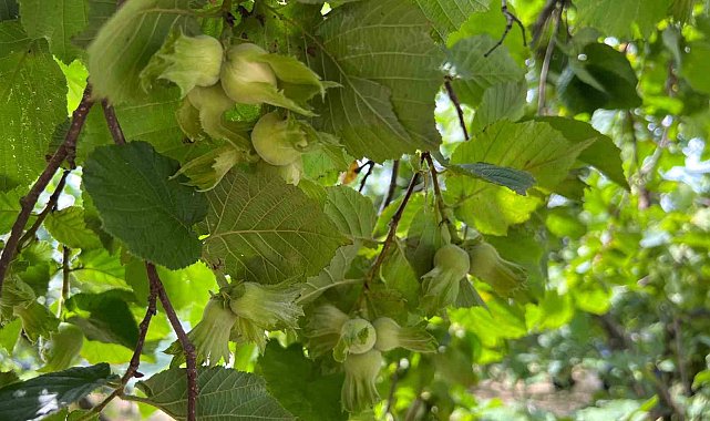 Trabzon'da Samuray Arıları, Kahverengi Kokarca ile mücadele etmek için bahçelere salındılar