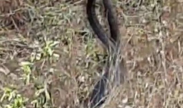 Tunceli'de yılanların çiftleşme dansı kameraya yansıdı