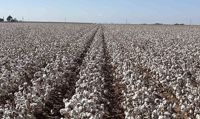 Türkiye'de geliştirilen pamuk çeşidi ABD'de koruma altında