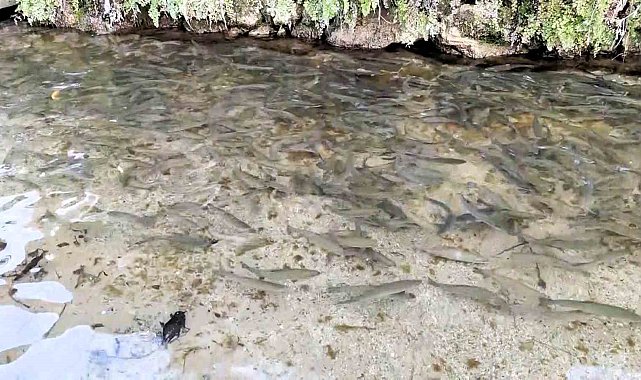 Türkiye'nin 23. doğa harikası Güney Şelalesi ziyaretçilerini bekliyor