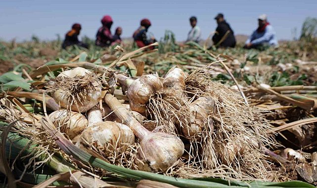 Türkiye'nin organik sarımsağında hasat başladı