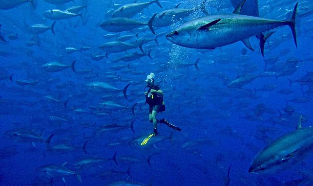 Türkiye'nin Orkinos avcılığı kotası yüzde 3.15'ten 6.5'in üzerine çıktı