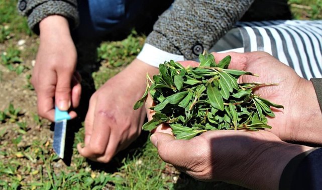 Türkülere konu olan 'madımak' tüm dünyaya şifa olacak