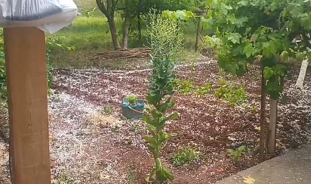 Tuzluca'da ani dolu yağışı tarım arazilerine zarar verdi