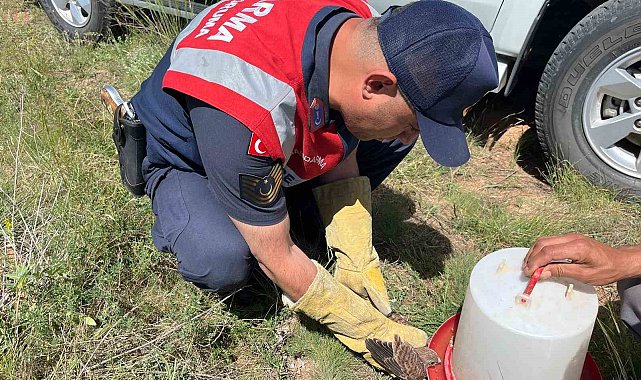 Uçamayan kerkeneze Jandarma kol kanat oldu