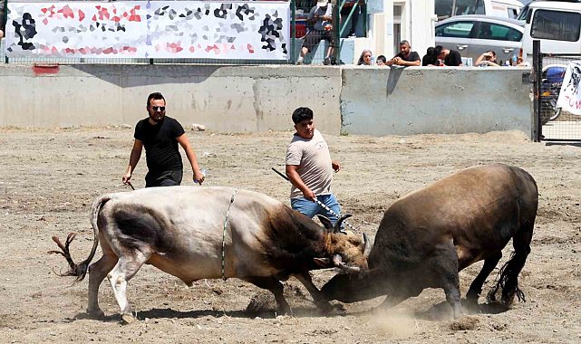 Ula arenasında yılın ilk boğa güreşi