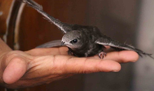 Uyuyarak uçmasıyla bilinen ebabil kuşu, göç yolunda depremzede antikacının misafiri oldu