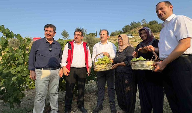 Vali bağda üzüm topladı