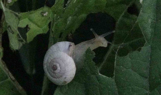 Van'da yoğun bir şekilde görülen salyangozlar vatandaşı tedirgin ediyor