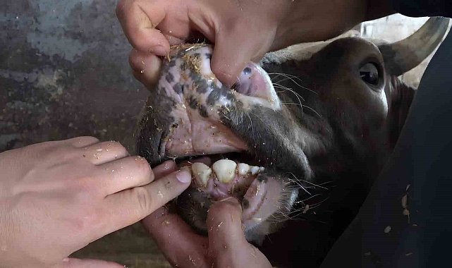 Veteriner hekimden kurbanlıklarda yaş ve küpe uyarısı