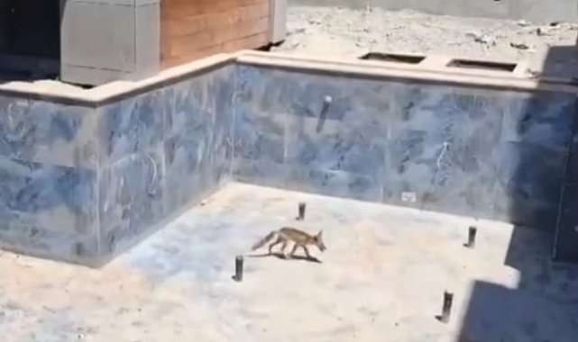 Villa inşaatındaki havuza düşen tilkiler kurtarıldı