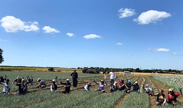 Vize'de arpacık soğan hasadına başlandı