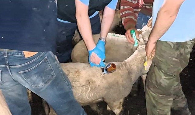 Vize'de küçük ve büyükbaş hayvanların aşı ve küpeleme işlemi tamamlandı
