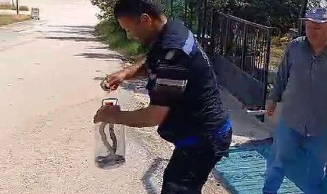 Yakaladığı yılanı pet şişeye koydu, doğaya saldı
