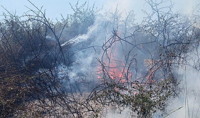 Yalova'da arazi yangını