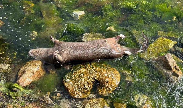Yalova'da kıyıya ölü su samuru vurdu