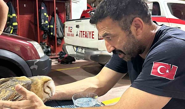 Yalova'da yaralı baykuş apartman dairesine girdi