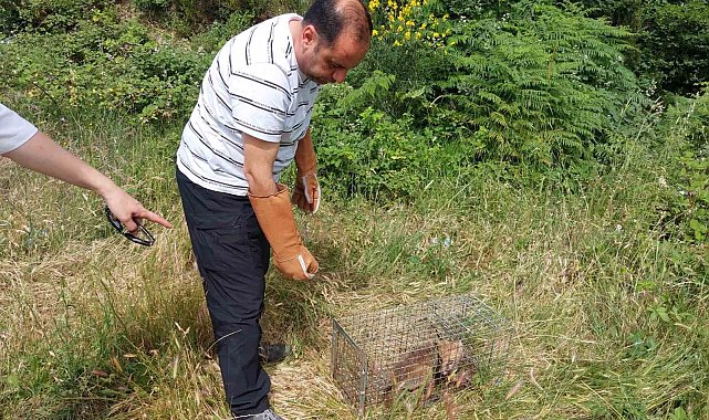 Yalova'da yerleşim merkezlerine inen tilkiler doğaya bırakıldı