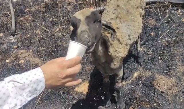 Yangında yürek burkan görüntü