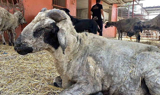 Yangından etkilenen hayvanlar Adana'da göl manzaralı bakımevinde tedavi altına alındı