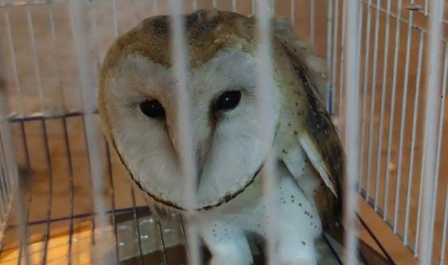 Yaralı baykuşu Karacabey esnafı kurtardı