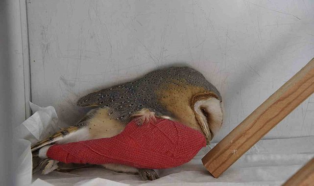 Yaralı kuşlara Büyükşehir şefkati