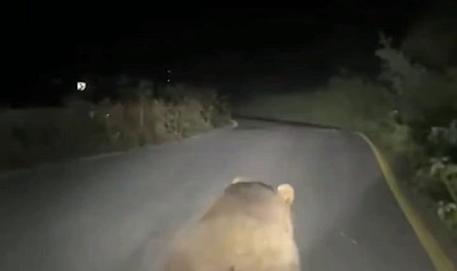 Yavru ayıyı böyle korkuttu: "Vurayım mı?"