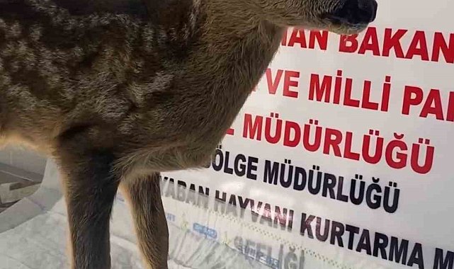 Yavru karaca Sinop'ta tedavi altına alındı
