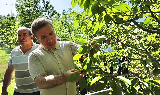 Yaylabaşı'nda kiraz bereketi