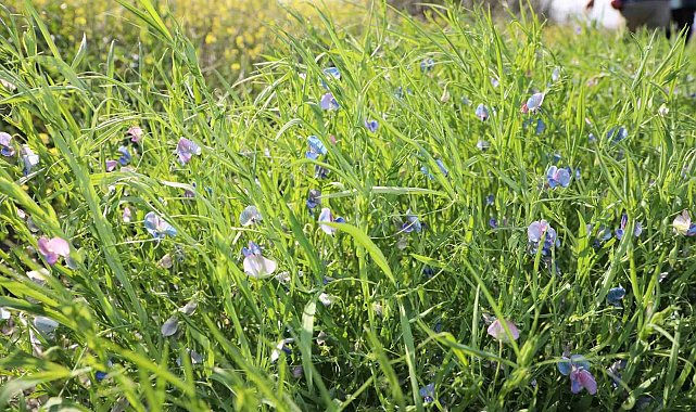Yerli güç "Duduhanım" tescil edildi