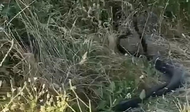 Yılanların çiftleşme dansı kamerada