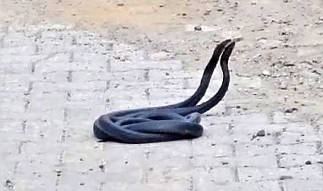 Yılanların çiftleşme dansı kameraya yansıdı