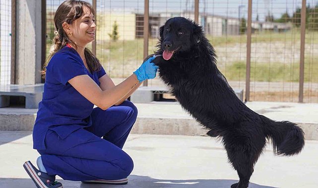 Yılın ilk 6 ayında İzmir'deki barınaklardan 500 köpek sahiplendirildi