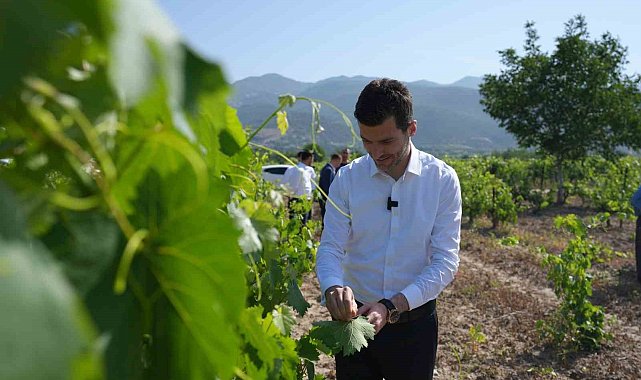 Yok böyle yaprak: Sofralara lezzet verirken ilçe ekonomisine katkı sağlıyor