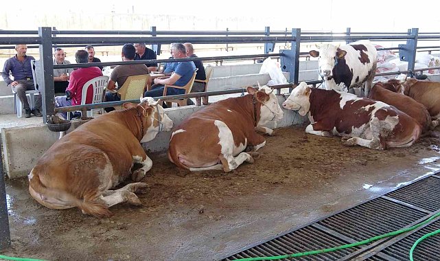 Yozgat'ta kurbanlıklar görücüye çıktı ancak gören yok