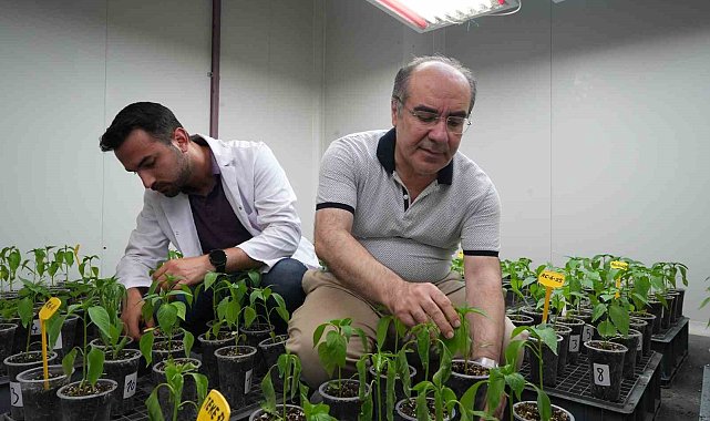 Yüksek sıcaklık ve kuraklık stresine dayanıklı biberler geliyor