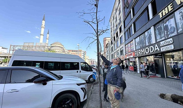Yüksekova'da ilginç görüntü: Yolun bir tarafındaki ağaçlar kurudu, diğer tarafındakiler yeşillendi