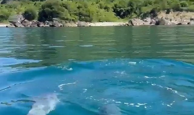 Yunuslar, balıkçı teknesine eşlik etti