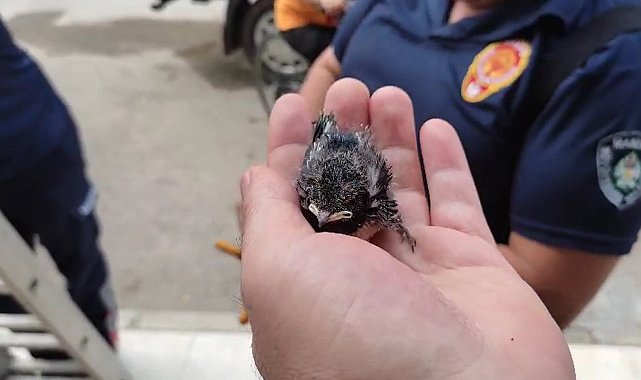 Yuvadan düşen yavru kırlangıcın imdadına itfaiye yetişti