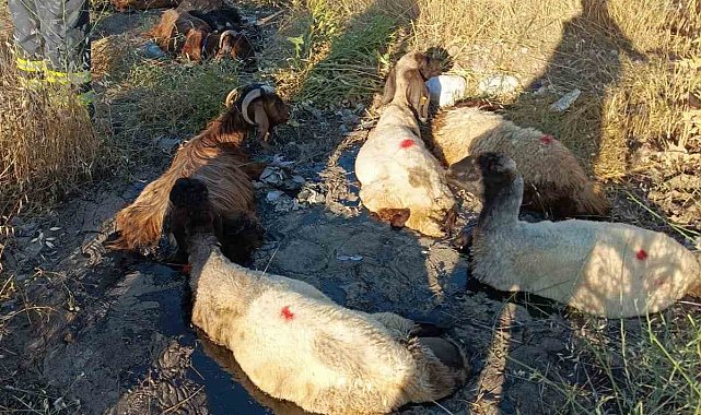 Zift göletine batan küçükbaş hayvanları itfaiye kurtardı