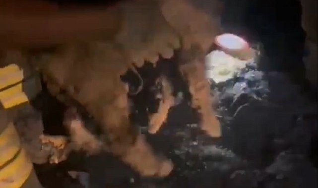 Ziftte mahsur kalan 2 yavru köpeği itfaiye kurtardı