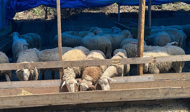 Zonguldak'ta kurban bayramına sayılı günler kala kurbanlık pazarında hareketlilik başladı