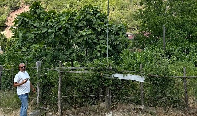 1. Dünya Savaşı sırasındaki Bafra şehitlerinin mezarları içler acısı durumda