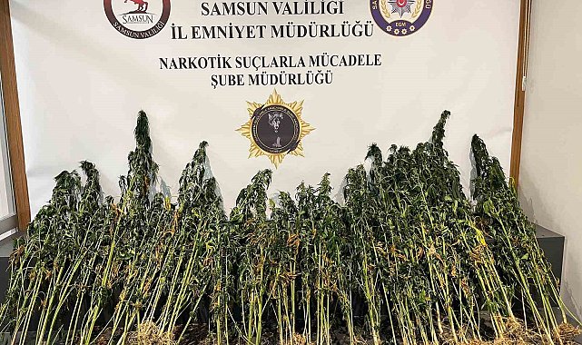 178 kök kenevir bitkisi ele geçirildi