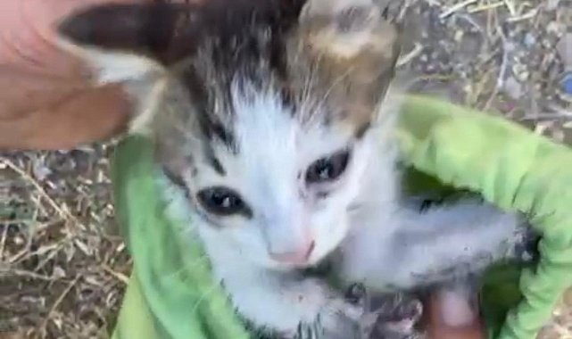 30 metrelik su kuyusuna düşen yavru kedi kurtarıldı