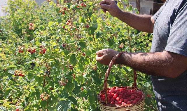 'Olmaz' denileni hobi olarak yaptı, Kayseri'deki tek ahududu bahçesini kurdu