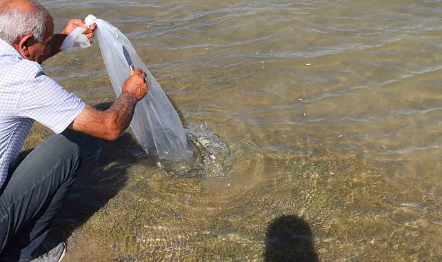 864 bin yavru sazan Sivas'ta göllere bırakıldı