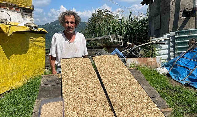 9 yıldır hayvanları için arpadan özel yem üreterek süt verimlerini arttırıyor